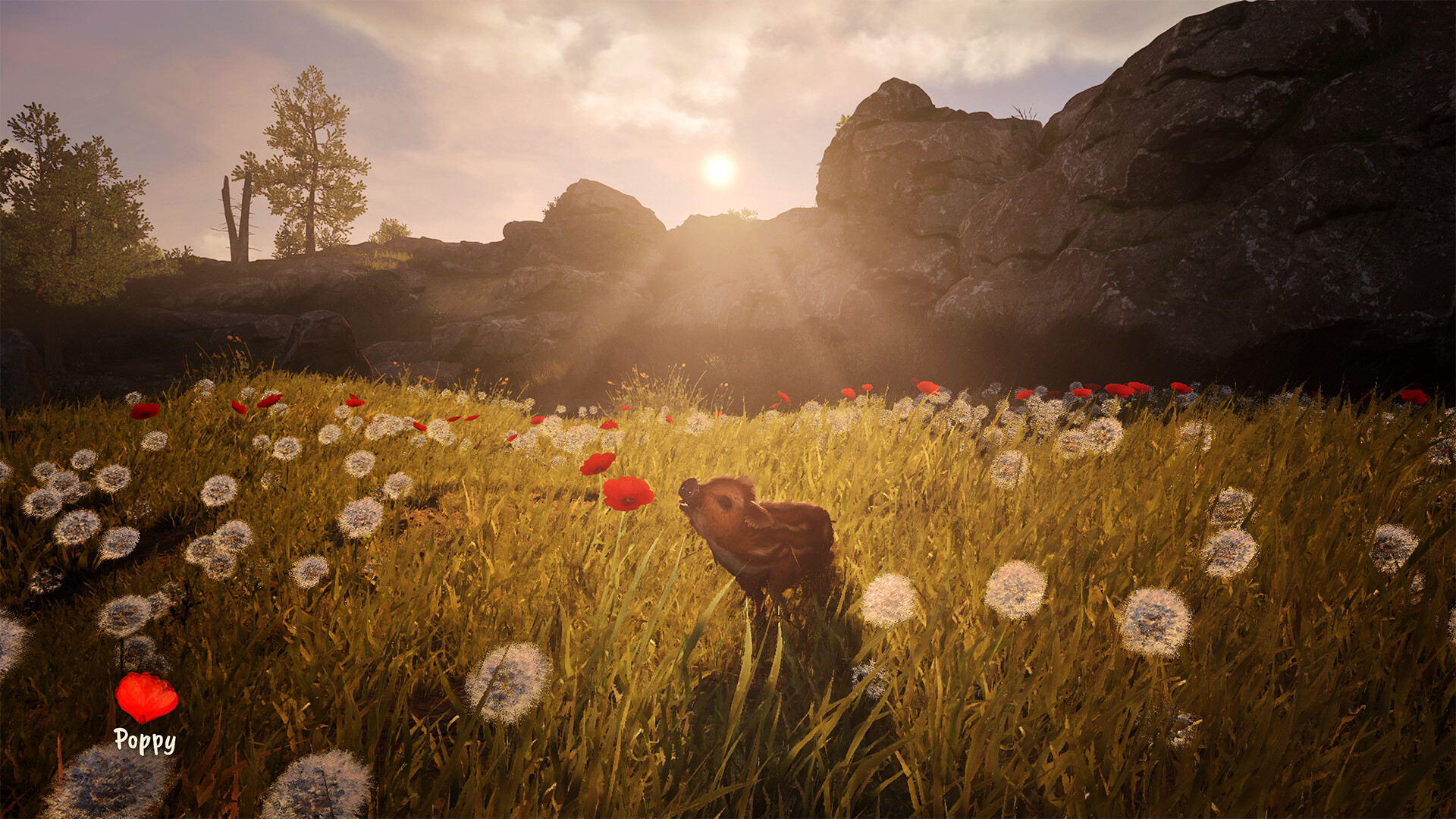 Adorable Adventures
